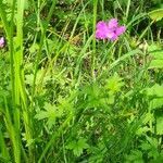 Geranium palustre habit picture by Kasia Sojka (cc-by-sa)