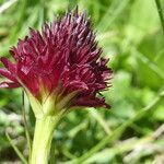 Gymnadenia gabasiana flower picture by Llandrich anna (cc-by-sa)