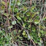 Azorella crenata habit picture by Fabien Anthelme (cc-by-sa)