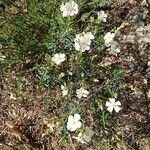 Cistus umbellatus flower picture by Gilbert ROEGEL (cc-by-sa)