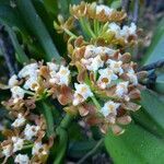 Gastrochilus acutifolius flower picture by phuentsho (cc-by-sa)