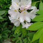 Rhododendron maximum flower picture by William Coville (cc-by-sa)