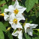 Solanum tuberosum flower picture by K O (cc-by-sa)