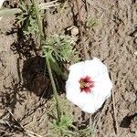 Convolvulus laciniatus habit picture by Trap Hers (cc-by-sa)