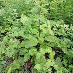 Arctium nemorosum habit picture by ValEr (cc-by-sa)