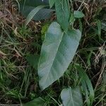 Araujia sericifera leaf picture by Mallol Camprubí Albert (cc-by-sa)