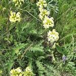 Pedicularis tuberosa flower picture by Virginie marmotta38 (cc-by-sa)