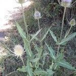 Dipsacus fullonum habit picture by didier riviere (cc-by-sa)