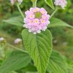 Lantana trifolia flower picture by Valero Omar (cc-by-sa)