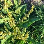 Rumex obtusifolius flower picture by Giuliano Parpaglioni (cc-by-sa)