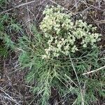 Scleranthus perennis habit picture by Myriam Chavel (cc-by-sa)