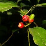 Ocotea cernua fruit picture by Nelson Zamora Villalobos (cc-by-nc)