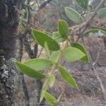 Aspidosperma quebracho-blanco leaf picture by Mariana Madeira (cc-by-sa)