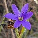 Aristea abyssinica flower picture by susan brown (cc-by-sa)