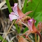 Pelargonium glechomoides flower picture by susan brown (cc-by-sa)