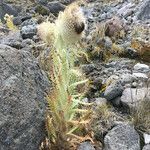 Cirsium nivale habit picture by Fabien Anthelme (cc-by-sa)