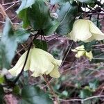 Clematis cirrhosa flower picture by Umit Yilmaz (cc-by-sa)