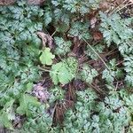 Geranium robertianum habit picture by Emily (cc-by-sa)