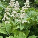 Rodgersia podophylla habit picture by Andrew Gagg (cc-by-sa)