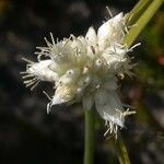 Carex baldensis flower picture by Aurelio Cabri Aurelio Cabri (cc-by-sa)