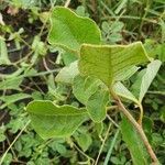 Lannea triphylla leaf picture by susan brown (cc-by-sa)