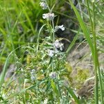 Nepeta nepetella habit picture by francois tissot (cc-by-sa)