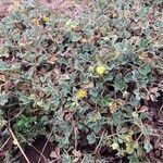 Potentilla cinerea habit picture by Collados Ana (cc-by-sa)