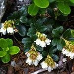 Vaccinium vitis-idaea flower picture by Reinhard Bachmann (cc-by-sa)