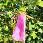 Hibiscus striatus flower picture by Trap Hers (cc-by-sa)