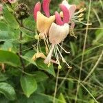 Lonicera periclymenum flower picture by Gabi G. (cc-by-sa)