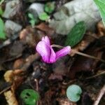 Cyclamen purpurascens flower picture by Jules Tevissen (cc-by-sa)