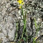 Genista sagittalis habit picture by chantal c (cc-by-sa)