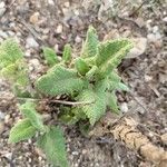 Salvia spathacea leaf picture by regina cogdell (cc-by-sa)