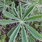 Lupinus pilosus leaf picture by Zafer Yavuz (cc-by-sa)