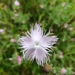 Dianthus hyssopifolius flower picture by laurent NYSSEN (cc-by-sa)