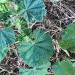 Malva sylvestris leaf picture by Giovanni Sarbia (cc-by-sa)