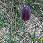 Fritillaria pyrenaica habit picture by Ketxus Lopez (cc-by-sa)