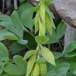 Corydalis intermedia fruit picture by Petr Harant (cc-by-sa)