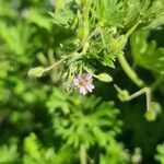 Geranium pusillum habit picture by agathaha (cc-by-sa)