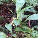 Phaius tetragonus habit picture by Daniel Barthelemy (cc-by-nc)