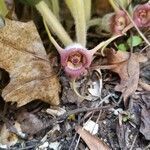 Asarum canadense flower picture by David Smith (cc-by-sa)