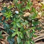 Rubus trivialis flower picture by Doc Lingo (cc-by-sa)