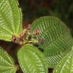 Miconia crenata leaf picture by Nelson Zamora Villalobos (cc-by-nc)