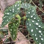 Begonia maculata leaf picture by Lorenzi Harri (cc-by-sa)