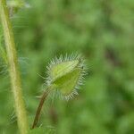 Veronica hederifolia fruit picture by Llandrich anna (cc-by-sa)