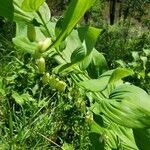 Polygonatum biflorum flower picture by Kassie Slotty (cc-by-sa)