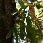 Bulbophyllum occultum habit picture by H. Goëau (cc-by-sa)