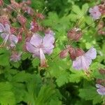 Geranium macrorrhizum flower picture by discodude (cc-by-sa)