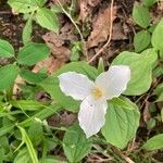 Trillium grandiflorum leaf picture by Kevin Fernandes (cc-by-sa)