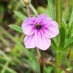 Erodium botrys flower picture by Prieta Javier (cc-by-sa)